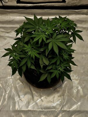 c0de1f9e-f141-47f9-92a2-4fe7a53f96a5