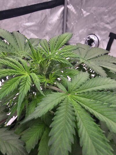 4e0b3f24-ef31-4cc9-a223-03bd7b522523