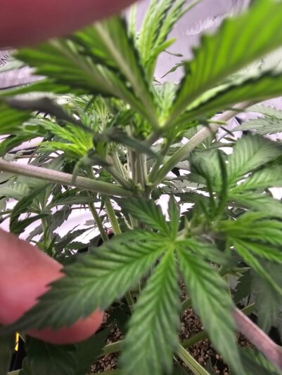 ae4cd211-4794-49f4-9d2b-61d9329794d5