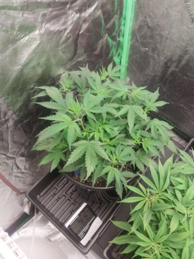 981164f5-f958-4744-83a8-9913876ef3f2