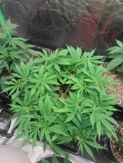 9e1d9bc7-c0be-4759-8f09-dbff4f011ac1