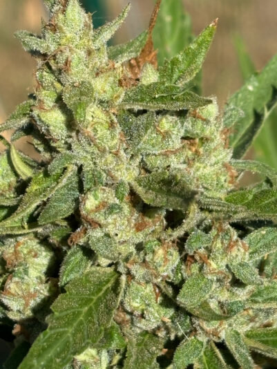 7E4FE088-8E07-40CB-8D32-8C06088DD1D6