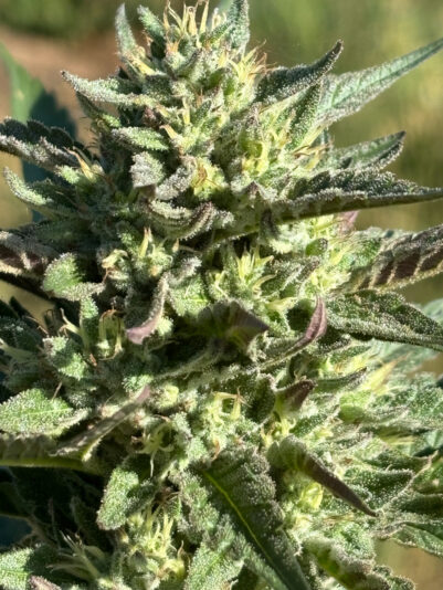 7207FEBC-2E4F-4B59-AD04-E2B80879FB86