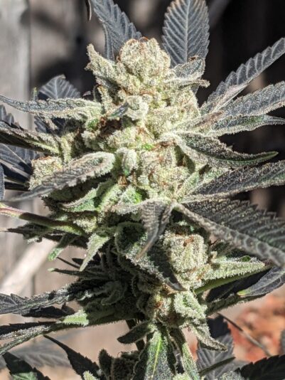 3a5a33bb-2db2-4216-8b3a-2bc00ceb2620