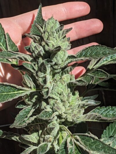 ca18db15-5ec5-4125-8252-86f5cd06bc54