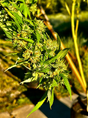 8FB5FA14-9B7C-4540-9687-87F92C65B290