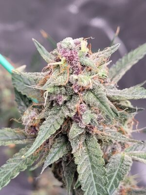 7b249f0a-4406-4fd4-b76e-1366fdc1b51f