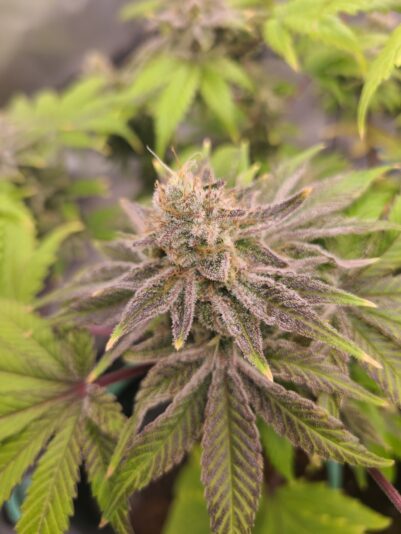 048b1488-ccea-4c91-8b16-538e57f481b2