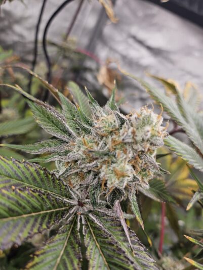 c4313a4b-1806-4182-9b13-e87f210a40f5