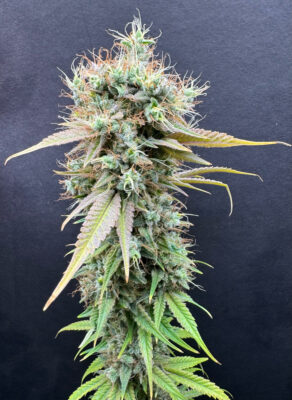 EE2B18E5-64B5-4BF1-A966-54BDC7A9AA42