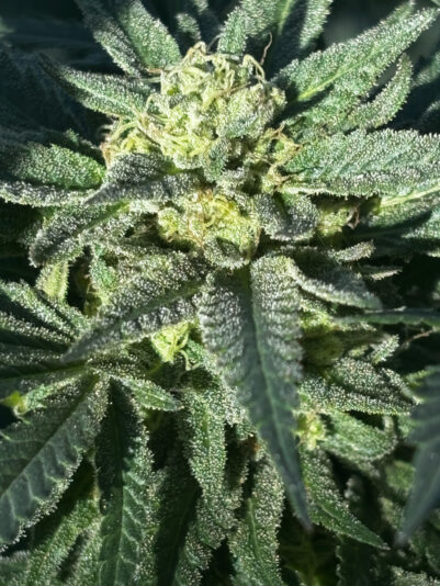 D370D10A-F825-45BC-B140-AB2CE468DB21