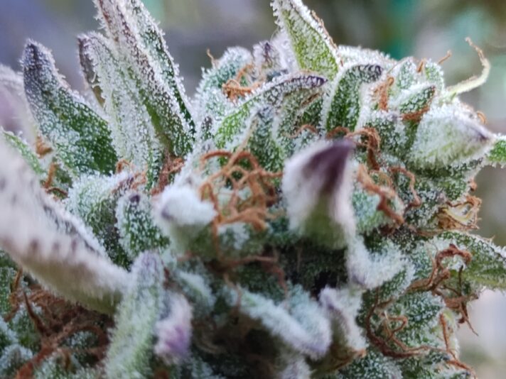 3ea5fd28-769c-4bbe-ac4e-17ddf9d30a30