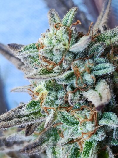 42683863-a43a-4674-967b-48f9a1a54ba5