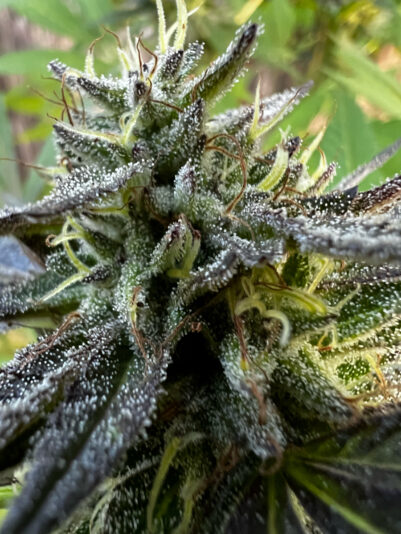 FE26E3D0-2989-433E-ACA4-2A32F360E82C