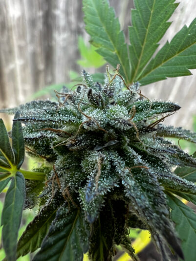 CCF70439-F8D5-455C-83DB-BF0C1767E9C7