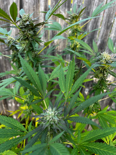 B3D0C63D-C027-4FA0-A96B-FEDB5DB6A4F0