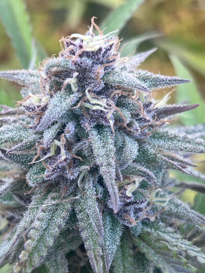 73C42410-1848-436A-A72C-DD29859EC1FF