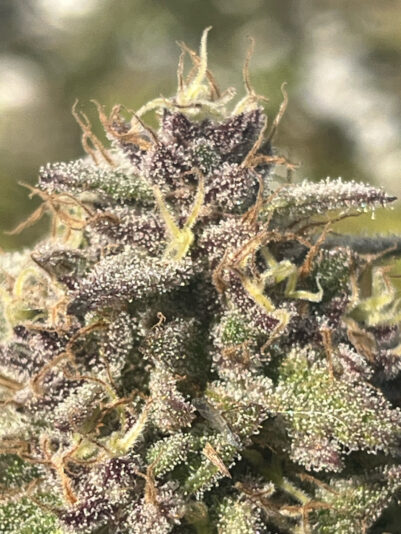 8E322CF6-279F-4271-BF40-7671AFE62E98