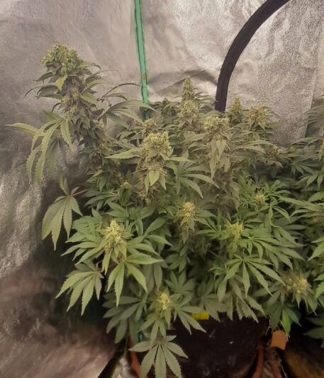 29e0d0c4-4582-4e11-b3f2-86aa58be7314