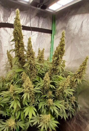 8b152af9-41b5-4350-9d87-575d780fc684