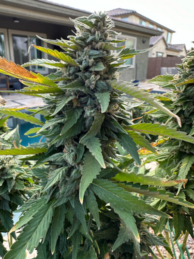 470553C2-A7BB-4955-BD03-8FAF09CC329E