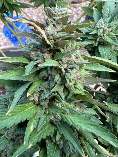 C2C172D9-568A-4530-BA37-71F6A870C2BE