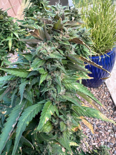 DA807CE3-1718-445D-8851-25D3419F6AF0