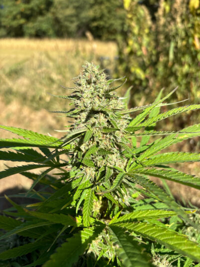 CA715D68-0069-47F5-B508-A095AC8B0702