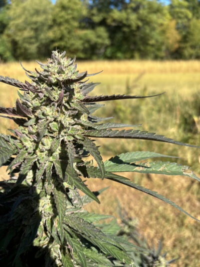 94FD379B-0211-4897-863C-CEE8EC301602