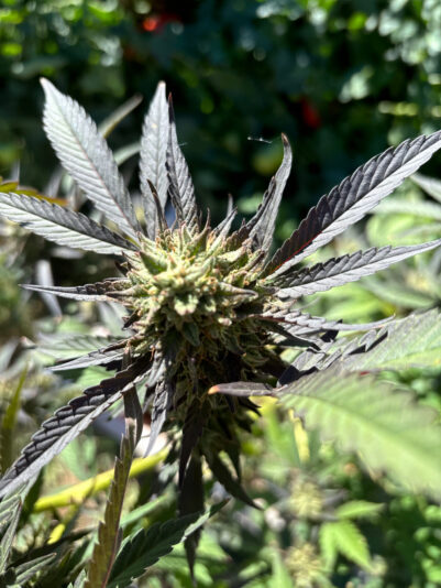 E1E77EF4-EF1E-46E4-9CCD-5E5D4EDB2852