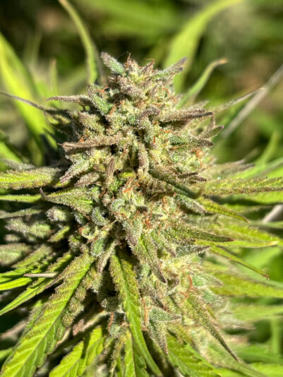 331776F2-2F07-4683-BD7D-3FCD98A3CBF3