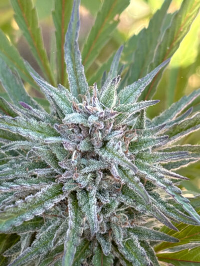 8E81D78B-39D0-4DED-902E-12ECE0211B32