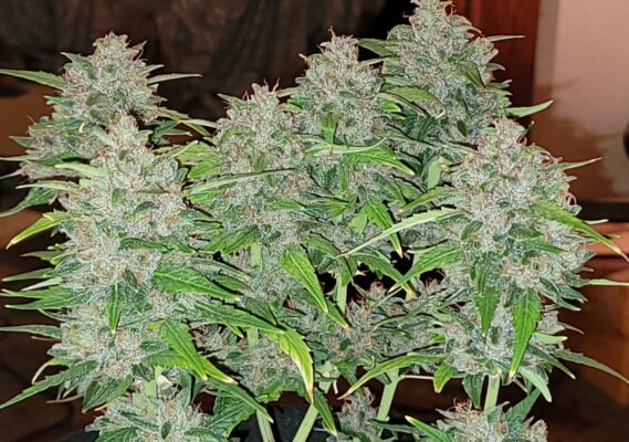 b4eab909-5298-4c2b-b7eb-cd08c7142b96