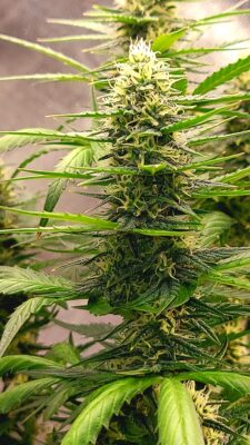 ad711850-11f8-4e0a-baa7-376ef0c34e26