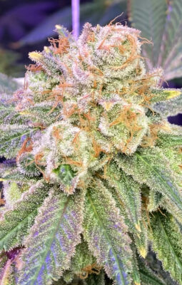 4DCD2F37-E2AE-4AA1-961E-E8A6D1E27173