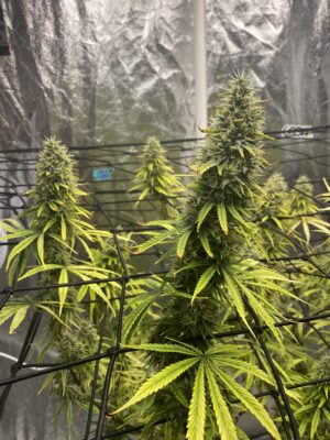 70412066176__E6FF33AE-9670-4096-9886-071D19B1AE08