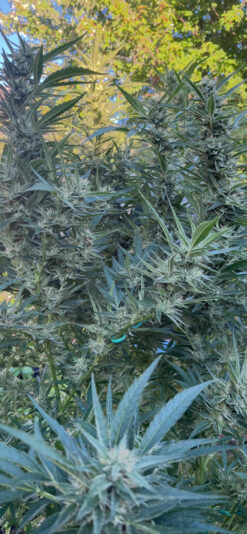 488D01D3-11DB-48C1-B4C0-F90524647C98