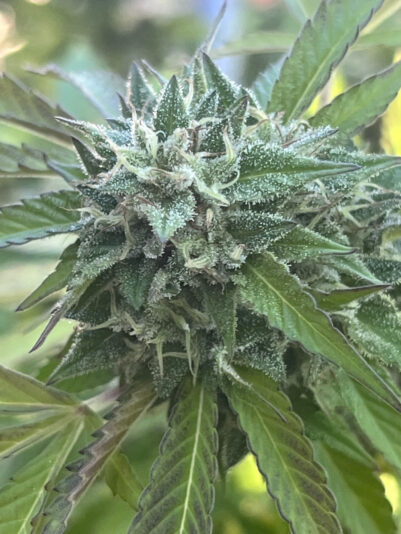 D3D83F91-DDF1-49C4-A74D-D878F564D1A6