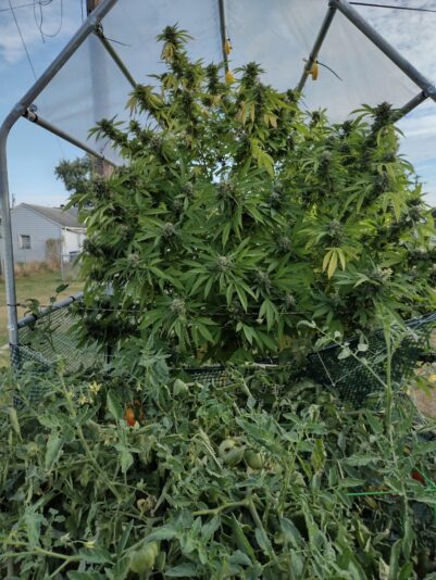 92ea3e03-b0fe-44e9-8525-e90e01f7c48d