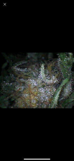 123CA443-9BC2-4CE1-BF0F-3E871818BB91