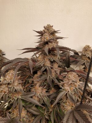 2422985e-fd55-4358-bd8e-0de5539db6b9