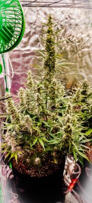 678bd476-6edc-4e6e-946c-bfd9c45885c8