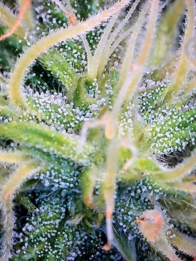 030F7F66-86D9-409F-B2E7-0F0725392EBB