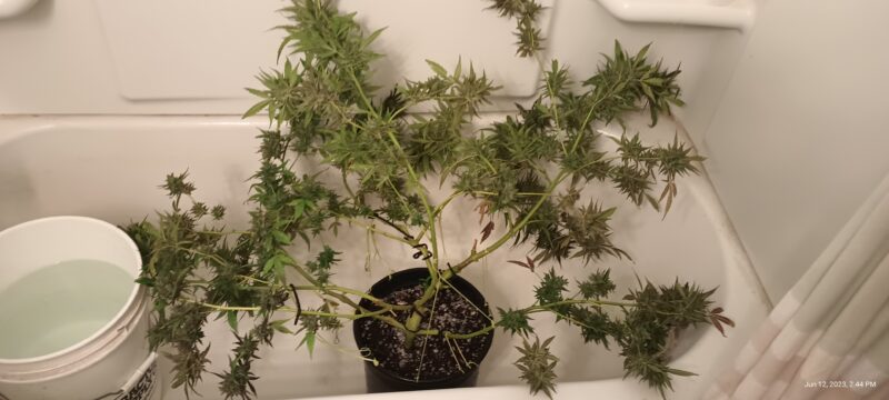 IMG_20230612_144443912