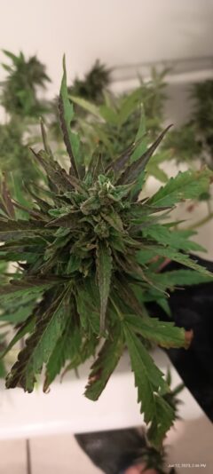 IMG_20230612_144628761