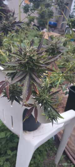 IMG_20230612_061925089