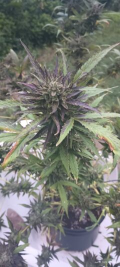 IMG_20230612_061903109