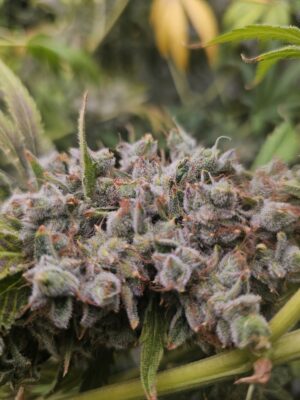 ef5701a3-4ede-4619-85ab-92b8d85a1f82