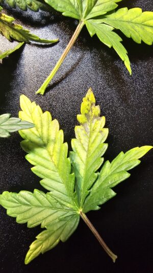 131450cd-8a95-496d-9f81-2c9e3c29118e