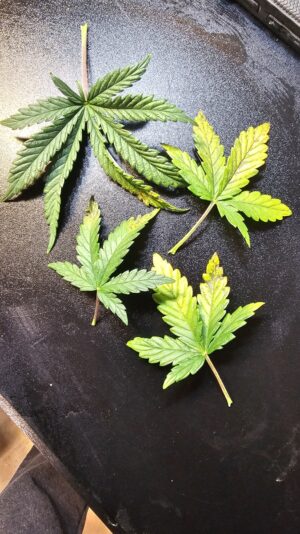 5df4d911-3478-4a2a-b6ad-7c3b17850ce8